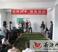云南农科院茶叶研究所举办科技抗旱提质增效培训班