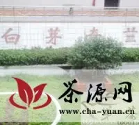 平和县白芽奇兰茶冲刺中国驰名商标