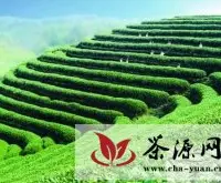 重庆本地春茶预计10日集中上市