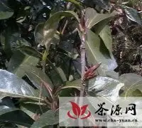 龙陵县野生大树茶好收成在望