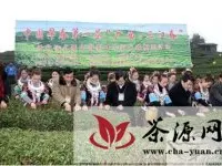 三江县举办中国早春第一茶开采仪式