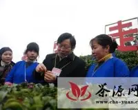 中国知名茶叶专家到三江县“传经送宝”