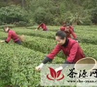 桂平市采取多措施大力发展西山茶生产