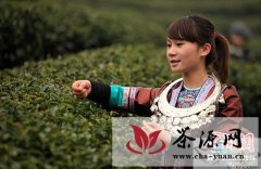 广西三江侗乡开采“早春第一茶”