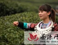广西三江侗乡开采“早春第一茶”