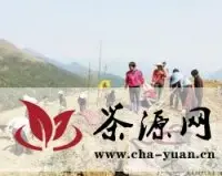 漳州平和县开春种茶4000亩