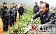南江县农业局茶叶栽培专家讲解茶叶春管技术