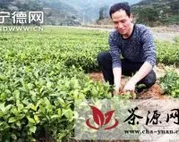 周宁县100多万株茶苗全部被预订