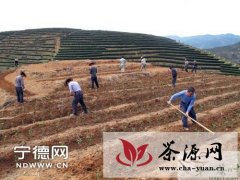 周宁县大规模实施现代茶叶生产发展项目