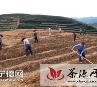 周宁县大规模实施现代茶叶生产发展项目