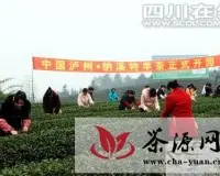 泸州万亩茶园力造“中国特早茶之乡”