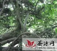 普定县成立贵州省首家古茶树开发机构