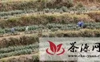 黎平县茶产业促进12万农民增收