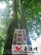宜宾黄山再现国内罕见古茶树树种