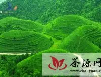 茶产业茶文化助推湄潭大发展