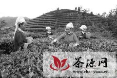 晴隆县茶产业助10万农民增收