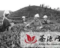 晴隆县茶产业助10万农民增收