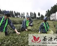 巴中以元顶子为核心规模发展富硒茶产业
