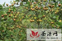 宁化县新植油茶可获资金扶持补助