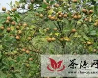 宁化县新植油茶可获资金扶持补助