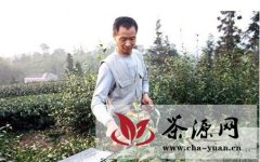 泸州护国镇高优茶叶协会传授茶园冬季管理技术