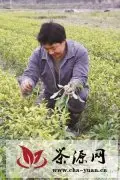 天台农民繁育出“天台黄”新茶种