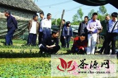 博罗县将发展纯紫芽茶园300亩