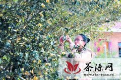 永春县发现154年闽南水仙茶树始祖种