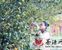永春县发现154年闽南水仙茶树始祖种