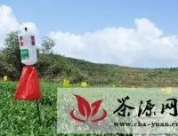 茶机具助推安溪茶产业转型跃升