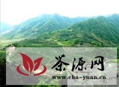 安庆市欲将打造名优绿茶生产基地
