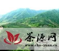 安庆市欲将打造名优绿茶生产基地