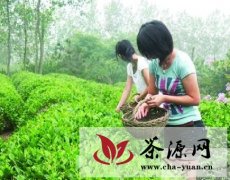 诸城绿茶（北端茗茶）制定企业标准
