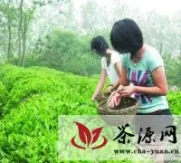 诸城绿茶（北端茗茶）制定企业标准