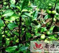 采叶，还是采籽？传统茶产业面临新选择