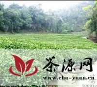 新昌茶业发展打造中国最大茶叶交易市场