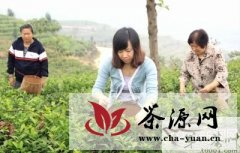 天台县今年秋茶产值猛增30%