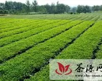 安徽冶溪：改良新技术 茶农增收益