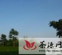 绿腾名茶：建成中国第一家生态农业透明工厂