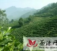 广东西樵山：茶园惊艳，茶叶清香