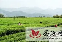 福建寿宁：青山绿水茶飘香