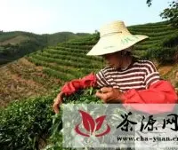 农行三江支行支持茶叶特色产业发展