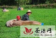 湖北利川：秋茶增产又增收