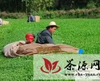湖北利川：秋茶增产又增收