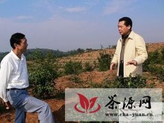 文宗锋调研我县油茶产业发展情况