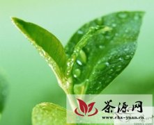 “国萃绿茶油”开创中国高端茶叶籽油第一品牌
