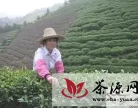 广西壮大做强昭平茶叶产业