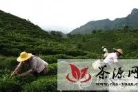 广东揭阳：五房秋茶开始上市