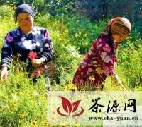 新疆喀什农民采摘自家种植的花茶