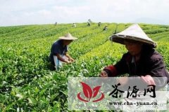 浙江松阳：香茶成茶农持续增收的“金叶”